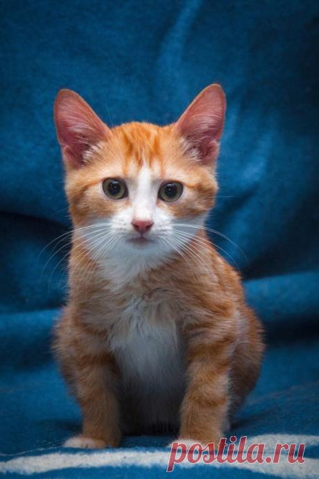 Прикольных котов пост - ЯПлакалъ