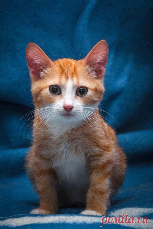 Прикольных котов пост - ЯПлакалъ