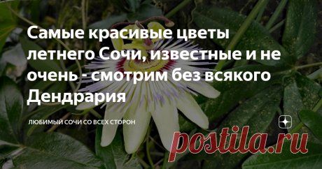 Самые красивые цветы летнего Сочи, известные и не очень - смотрим без всякого Дендрария Всем горячий привет с побережья, дорогие читатели! 🌴🌴🌴 Вы на канале Любимый Сочи со всех сторон - самом позитивном канале о жизни и отдыхе на юге, и я всем очень-очень рада! 😍 Сегодня поговорим о красоте нашего курорта - о южной сочинской флоре! Каждый год с удовольствием изучаю её и узнаю всё новые названия, большинство из этих цветов невероятно красивые и благоухающие, прямо как в...