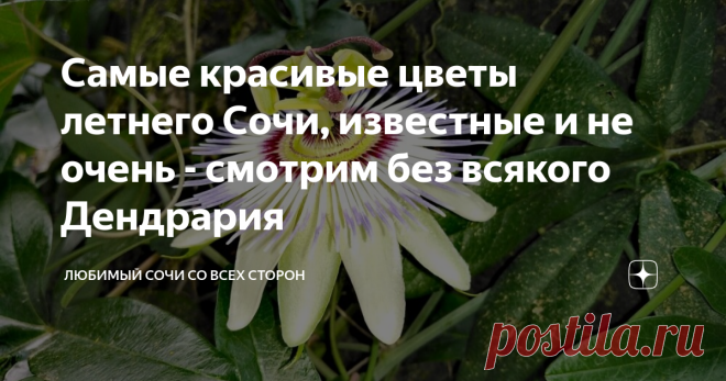 Самые красивые цветы летнего Сочи, известные и не очень - смотрим без всякого Дендрария Всем горячий привет с побережья, дорогие читатели! 🌴🌴🌴 Вы на канале Любимый Сочи со всех сторон - самом позитивном канале о жизни и отдыхе на юге, и я всем очень-очень рада! 😍 Сегодня поговорим о красоте нашего курорта - о южной сочинской флоре! Каждый год с удовольствием изучаю её и узнаю всё новые названия, большинство из этих цветов невероятно красивые и благоухающие, прямо как в...