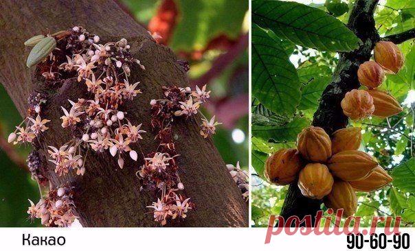 90-60-90 | Спортивные девушки