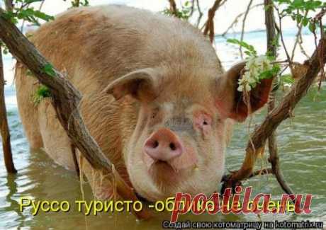 &quot;ЗВЕРоКОТоМАТРИЦА&quot;.Заряжаемся позитивом!!!
