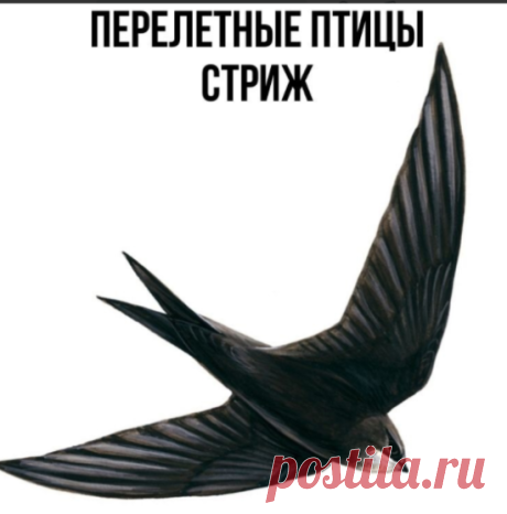 Образование и развитие детей "Дошкольник"