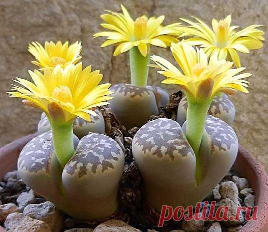 Литопсы или живые камни. Каких только чудес не создает природа!