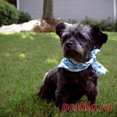 Женщина подарила жизнь умирающей собаке / Питомцы