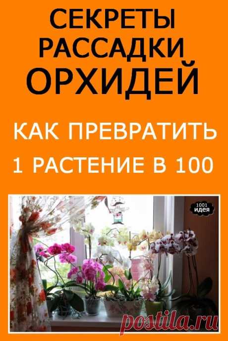Секреты рассадки орхидей: как превратить 1 растение в 100 | Тысяча и одна идея