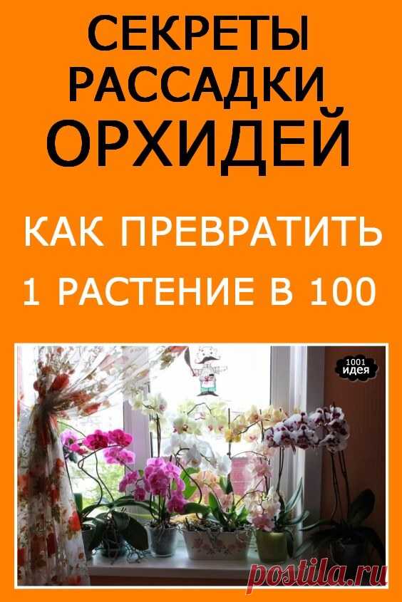 Секреты рассадки орхидей: как превратить 1 растение в 100 | Тысяча и одна идея