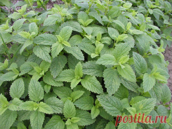 Vaistinės melisos (lot. Melissa officinalis) | e-Sėklos: sėklos internetu