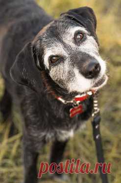 Собака ищет заботливых хозяев — животные в дар | Птичка.ру