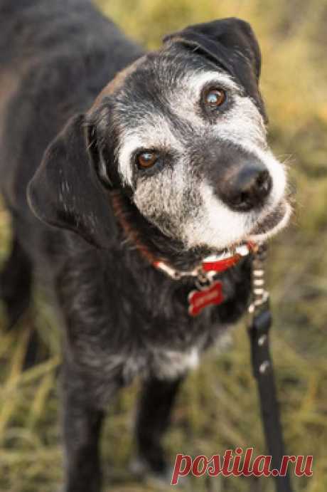 Собака ищет заботливых хозяев — животные в дар | Птичка.ру