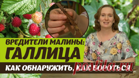 Вредители малины. Галлица стеблевая и побеговая
