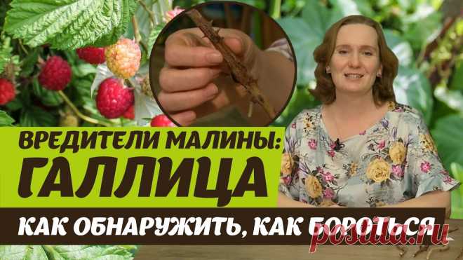 Вредители малины. Галлица стеблевая и побеговая