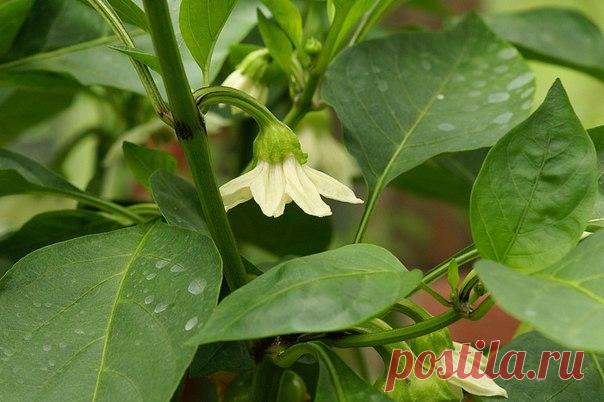 Вот зачем обрывают первый коронный цветок у перцев 
Существует множество рекомендаций по выращиванию перцев. Специалисты придерживаются мнения, что требуется удалить первый цветок, находящийся в развилке побегов, в то время, как многие огородники счит…