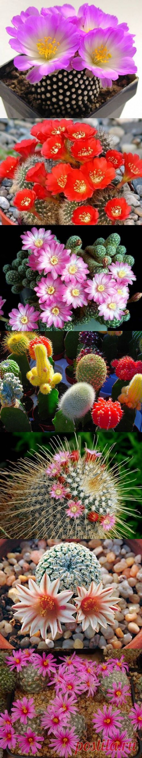 God's handiwork... God's panoramic view... God's creation!! |Jeanie Harrison приколол(а) это к доске MY FLOWER GARDEN