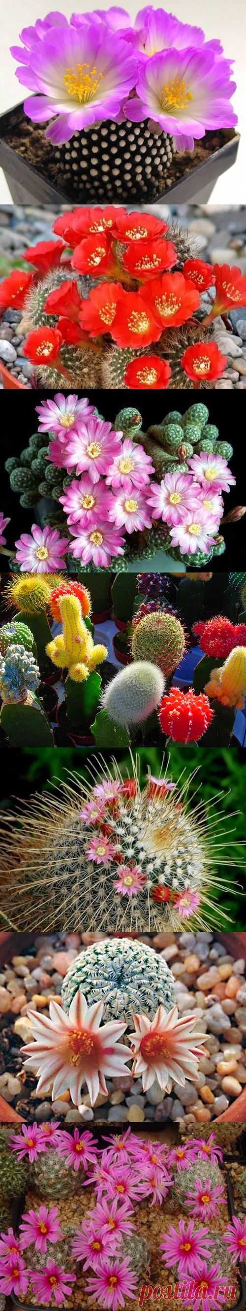 God's handiwork... God's panoramic view... God's creation!! |Jeanie Harrison приколол(а) это к доске MY FLOWER GARDEN