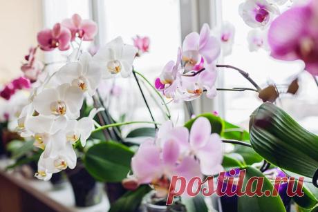 Se acabó el riego de orquídeas con agua: riégalas con esta para una floración espectacular – Trucos Y Consejos Diarios