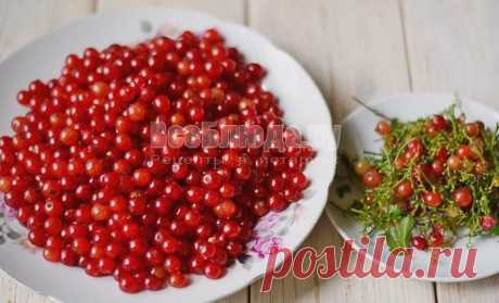 Холодное варенье из красной смородины, рецепт перетертой красной смородины с сахаром, пошаговые фото | Все Блюда