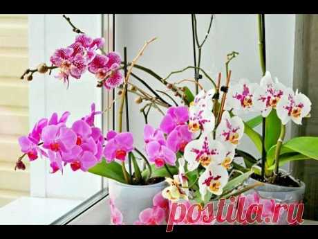 ЕСЛИ СЛОМАЛСЯ ЦВЕТОНОС ОРХИДЕИ .СЛОМАННЫЙ #ЦВЕТОНОС_ОРХИДЕИ #ORCHIDS  #фаленопсис #oldenburgru#64