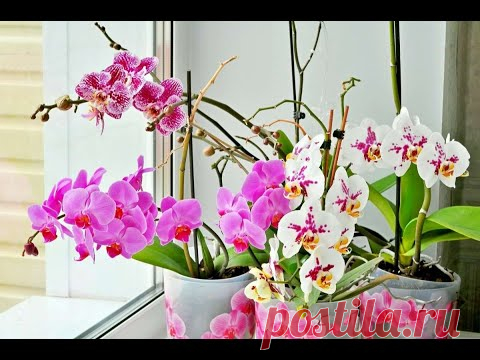 ЕСЛИ СЛОМАЛСЯ ЦВЕТОНОС ОРХИДЕИ .СЛОМАННЫЙ #ЦВЕТОНОС_ОРХИДЕИ #ORCHIDS  #фаленопсис #oldenburgru#64