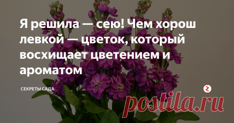 Я решила — сею! Чем хорош левкой — цветок, который восхищает цветением и ароматом Симптом того, что человек "заболел" цветами, — внимательно рассматривать клумбы соседей, друзей и знакомых. "А что там такое интересное?" К своему стыду, я много раз ловила себя на мысли, что заглядываю в окна первых этажей (представляю, как неприятно жильцам). А Вам это знакомо?