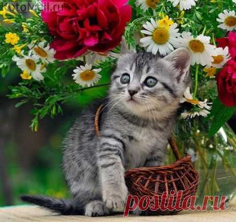 В лес за грибами | KotoMail.ru