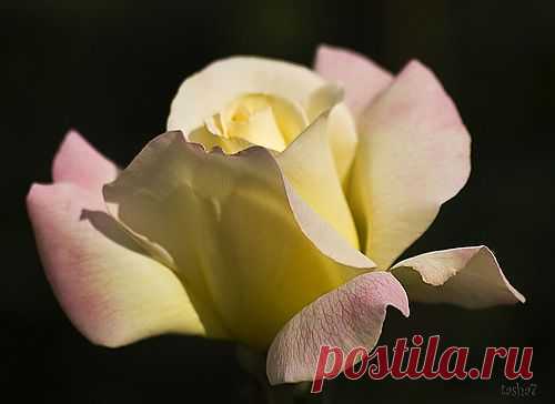 Роза подобна утренней звезде.