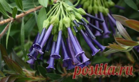 Красивые цветы и кустарники, которые украсят любой сад | САД | Яндекс Дзен