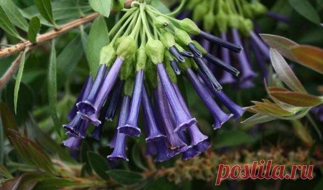 Красивые цветы и кустарники, которые украсят любой сад | САД | Яндекс Дзен