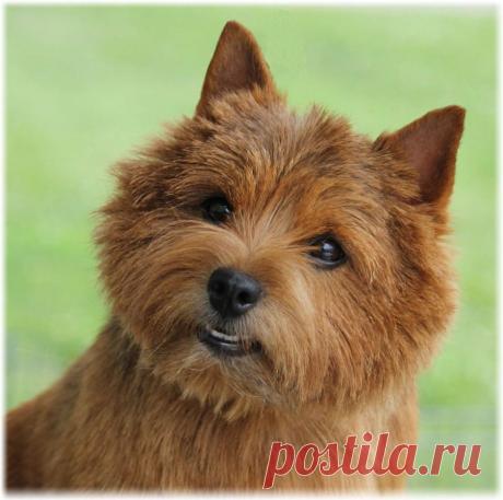 ༺🌸༻.
Норвич терьер