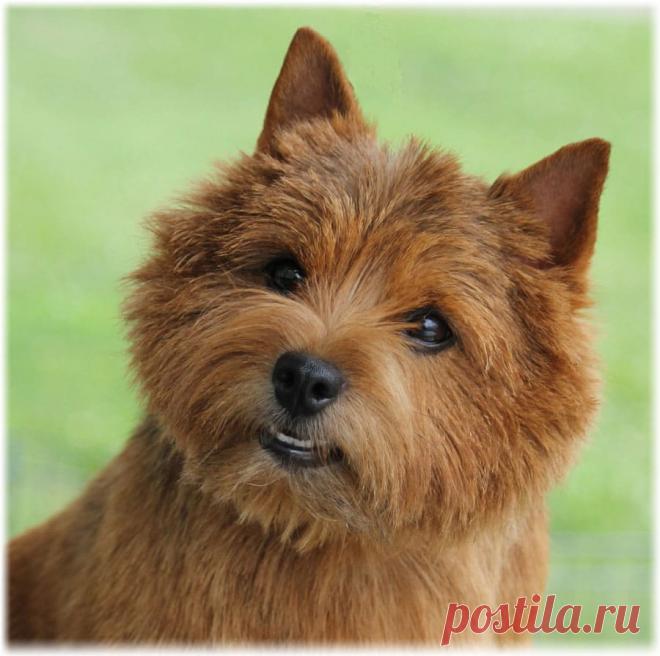 ༺🌸༻.
Норвич терьер