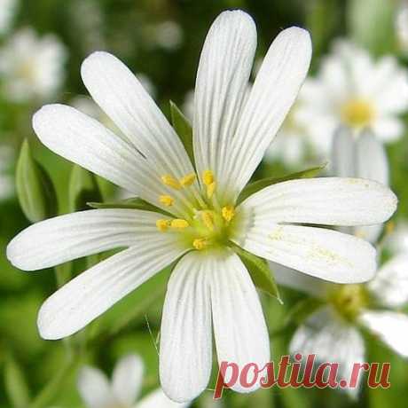 Эликсир жизни - мокрица: омолаживает, улучшает кровь память зрение и в целом весь организм! | dublog.ru | Яндекс Дзен