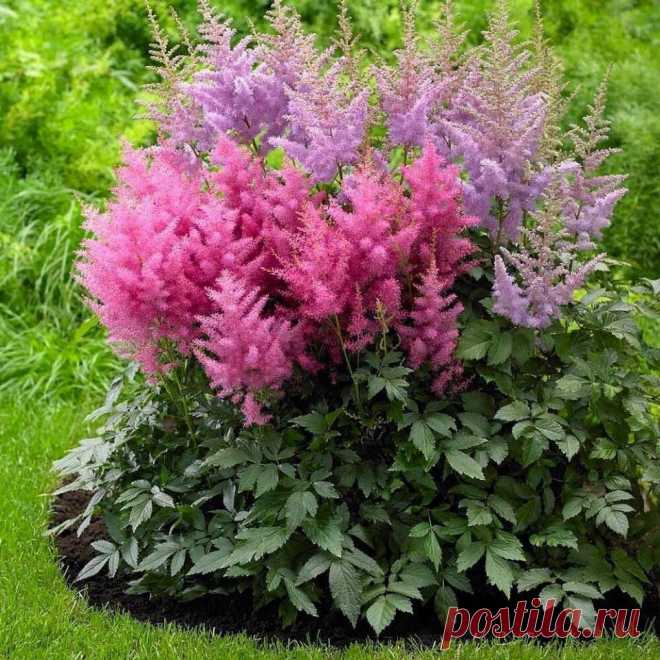 Такая красавица украсит любой участок - астильба