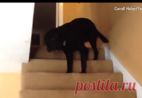 Собаки против лестницы. Ухохочешься!!!