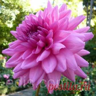 Георгина высокорослая Rosella