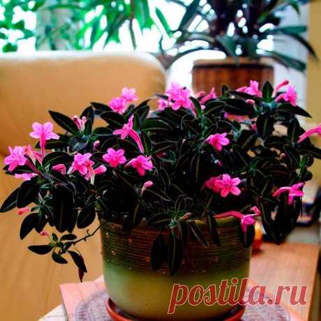 Комнатное растение Руэллия (Ruellia). Растения названы в честь французского врача и ботаника Ж. де ла Руэлля (1474-1537). Руэллии - травянистые многолетние растения с темно-зелеными бархатистыми листьями, на поверхности которых отчетливо заметны серебристые жилки. Цветки крупные, воронковидные, розовые или фиолетовые. Руэллия с ее поникающими побегами красиво смотрится в подвесной корзинке. При уходе требуется высокая влажность, рекомендуется поместить горшок в поддон с влажным керамзитом.