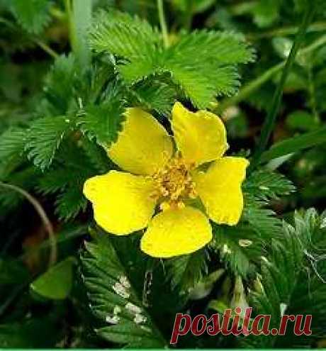 Лапчатка гусиная: лечебные свойства, применение, противопоказания