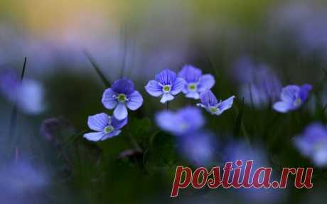 Обои , фиолетовые, травка, природа, лепестки, фон, листья, размытость, обои, wallpapers, растения, цветы, цветение на рабочий стол | 123945