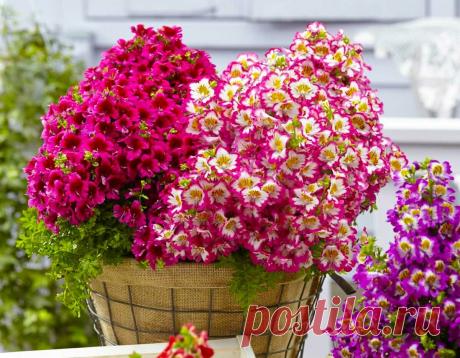 Задумал посеять для сада "Орхидею для бедных": чем хорош неприхотливый цветок для дачников, что я загорелся сажать | ДАЧКОМ: Дачный Комиссар | Яндекс Дзен