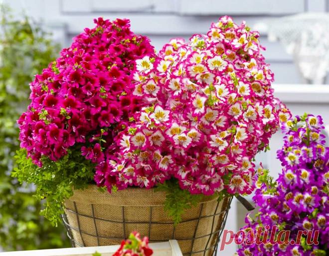 Задумал посеять для сада 