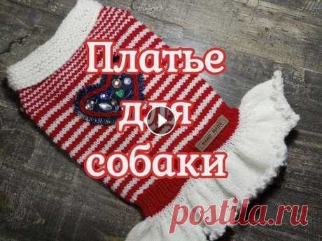 Платье для собаки спицами, diy dress for dog как связать платье для собак маленьких пород. Все гениальное просто! Это видео будет интересно для продвинутых вязальщиц, так и для новичков. Эта моде...