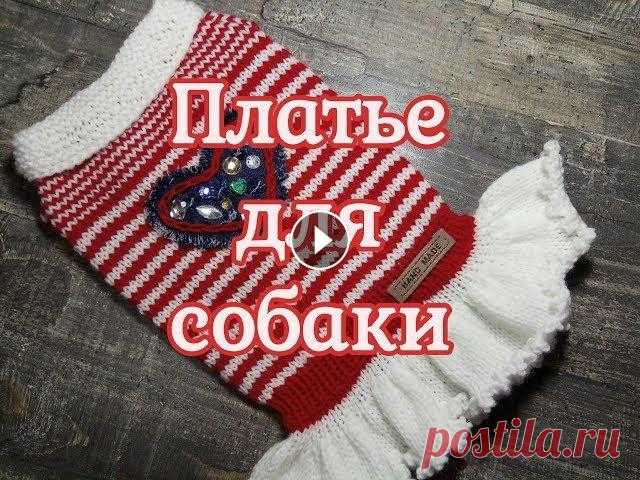 Платье для собаки спицами, diy dress for dog как связать платье для собак маленьких пород. Все гениальное просто! Это видео будет интересно для продвинутых вязальщиц, так и для новичков. Эта моде...