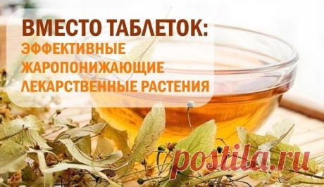 Как понизить высокую температуру тела без таблеток?

Эффективные жаропонижающие лекарственные растения:
стебли малины (чем толще стебель, тем лучше) – самое мощное потогонное и жаропонижающее средство – отваривается 20-30 минут до тёмно-малинового цвета и выпивается в несколько приёмов (эффективны также цветки и высушенные плоды);
цветки липы – заварить с кожурой одного яблока, добавить мёд и выпить быстро от трёх до пяти чашек одна за другой горячим настоем;
кора ивы – пр...