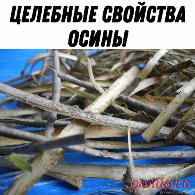 ЦЕЛЕБНЫЕ СВОЙСТВА ОСИНЫ.(опытом делится врач -фитотерапевт Плесовских Т.В.)

Сегодня я расскажу, как полностью очистить организм, даже вычистить полностью кровь. Есть средство – чудная наша осина.

Если мы откроем специальную литературу, то увидим 4 слова об осине: жаропонижающее, противовоспалительное, антибактериальное и противоревматическое. Вообще-то, о полезных свойствах осины можно написать десятки томов.

Я поделюсь с вами именно опытом практическим, ведь мы, травни...