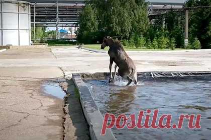 В Нижнекамске спасли застрявшего в водоеме лося