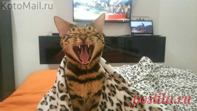 Сладенький котик проснулся