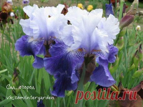 Бородатые ирисы: самые стойкие сорта |