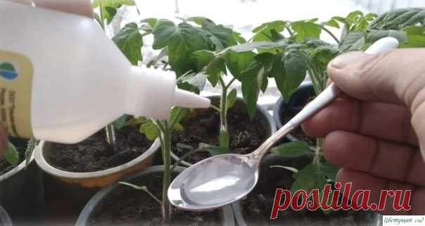 Пepeкись водoрода помогает вырастить кpeпкую и здopoвую paccaду. Расскажу, как я её примeняю В прeддверии нового посадочного сезона все земледельцы мечтают о здоровых и сильных сеянцах. В ход идут любые средства и способы. Дошло дело до перекиси водорода, наделенной поистине живительной силой. Расскажу, как и что делаю для культивирования будущих саженцев.Не только заживляет...