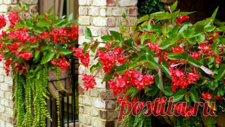 Бегония крыло дракона (Dragon Wing) – хрупкое, но пышное растение