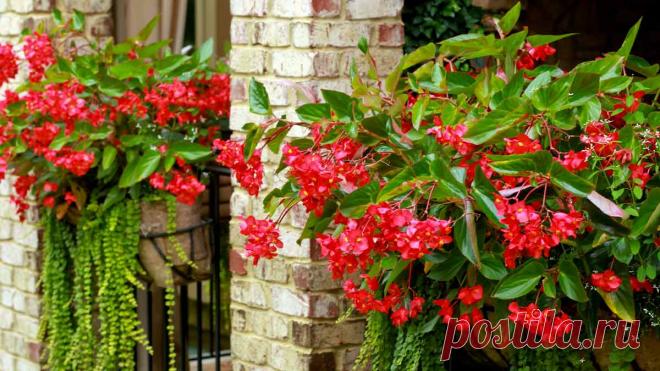 Бегония крыло дракона (Dragon Wing) – хрупкое, но пышное растение