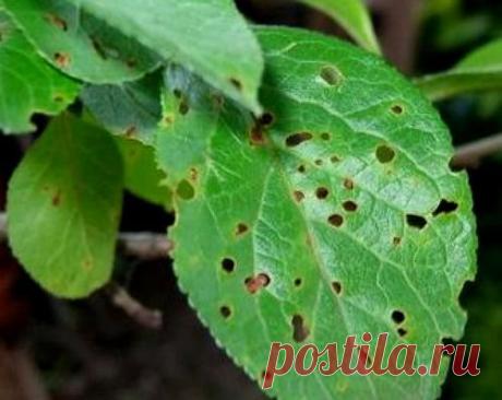 Усадьба | Садовод : Как узнать, чем болеет вишня?